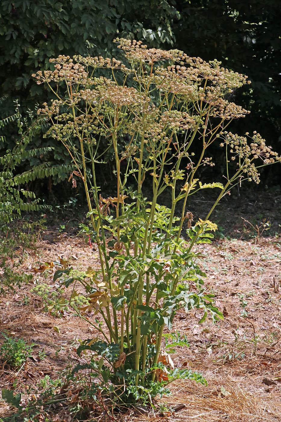 Image of Heracleum sibiricum specimen.