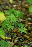 Смотреть изображение Geranium robertianum