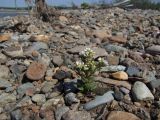 Cochlearia officinalis. Цветущее растение на галечнике. Магаданская обл., Ольский р-н, окр. пгт Ола, вблизи устья р. Ола. 12.07.2019.