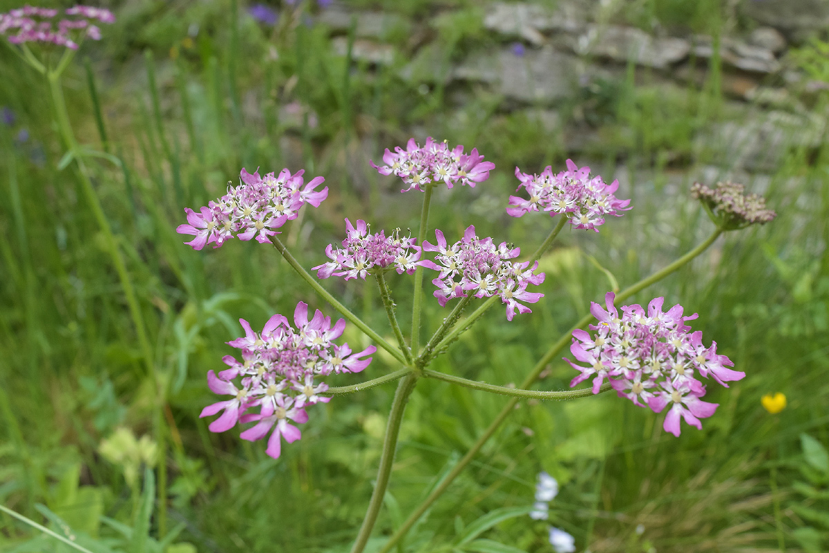 Изображение особи Heracleum roseum.