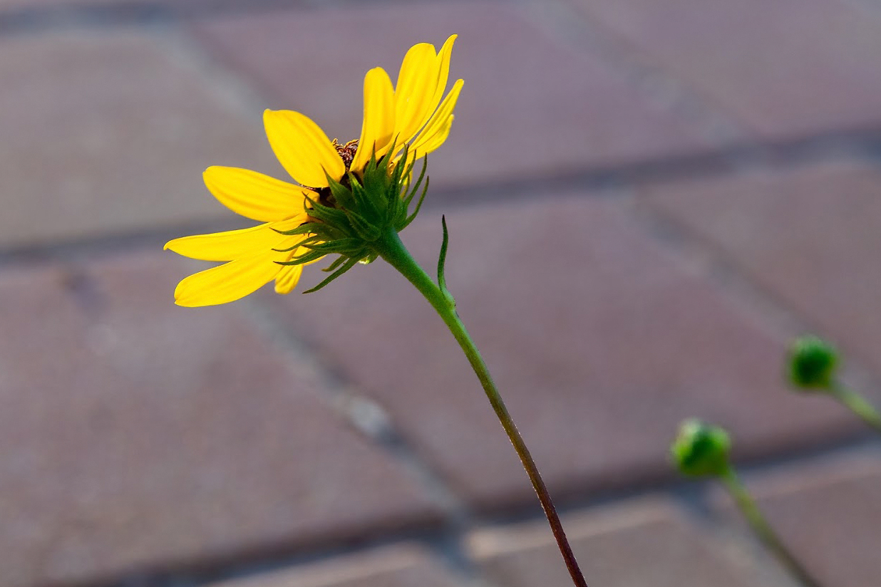 Image of Helianthus debilis specimen.