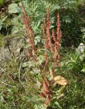 genus Rumex. Плодоносящее растение. Сахалинская обл., Невельский р-н, подножье склона около ручья Салют. 14.08.2019.