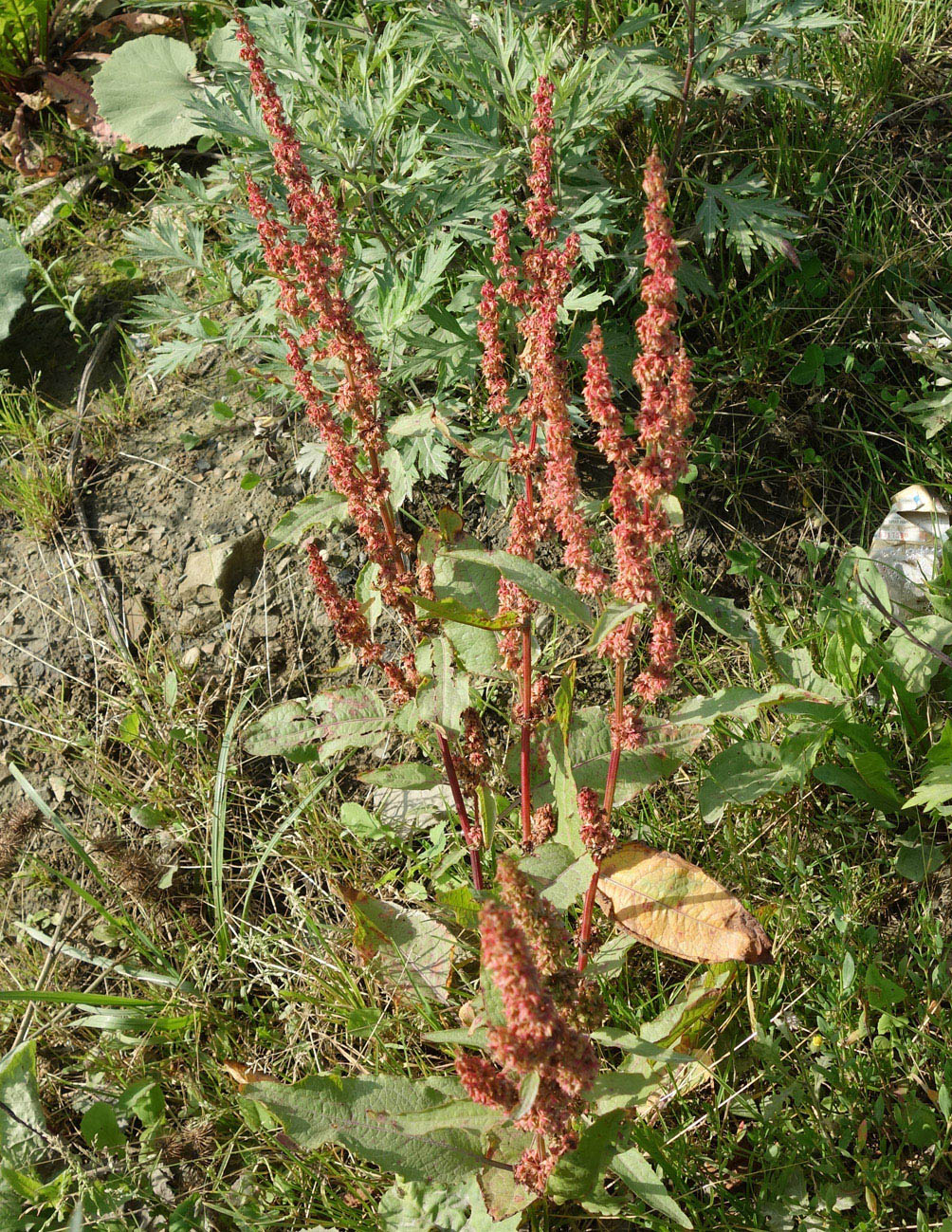 Image of genus Rumex specimen.