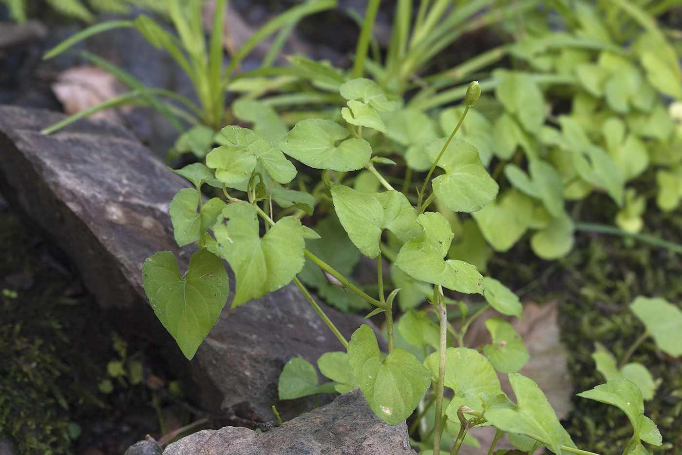 Image of Viola verecunda specimen.