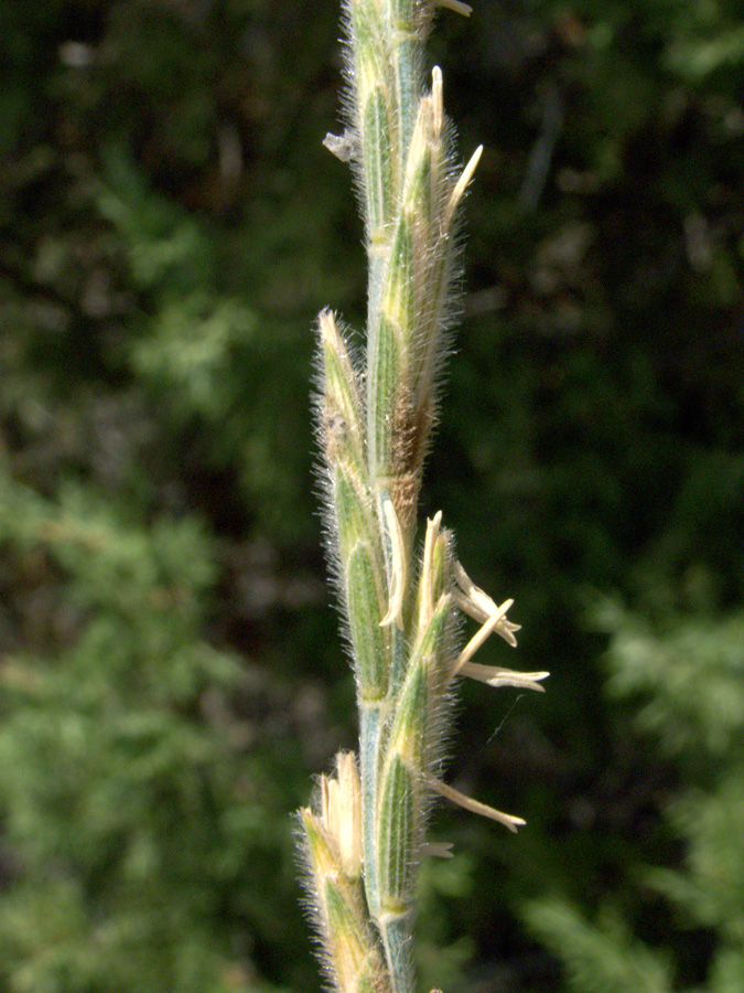 Изображение особи Elytrigia trichophora.