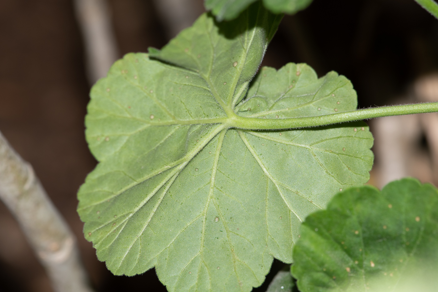 Image of Pelargonium hortorum specimen.