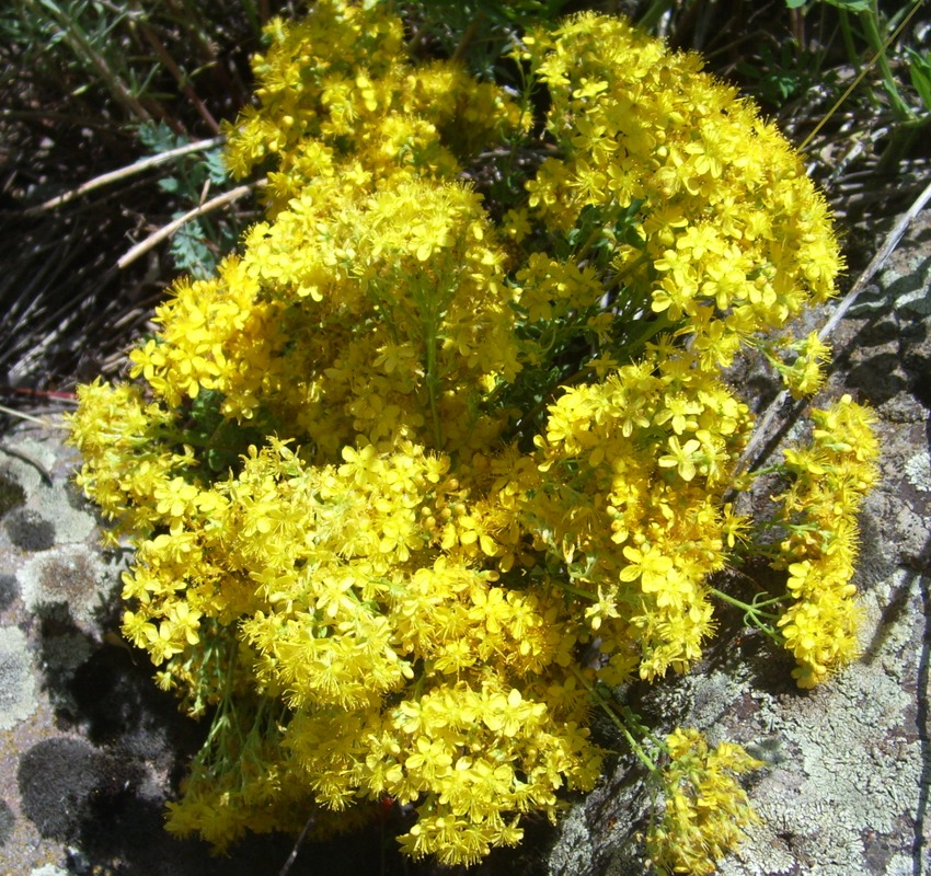 Изображение особи Hypericum scabrum.