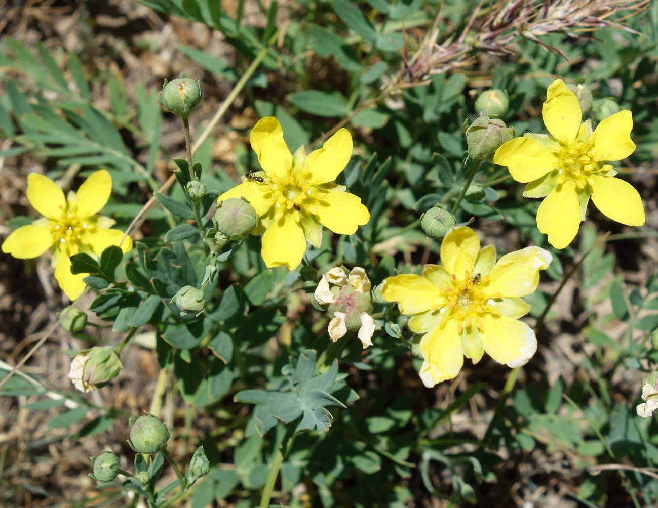 Image of Potentilla orientalis specimen.