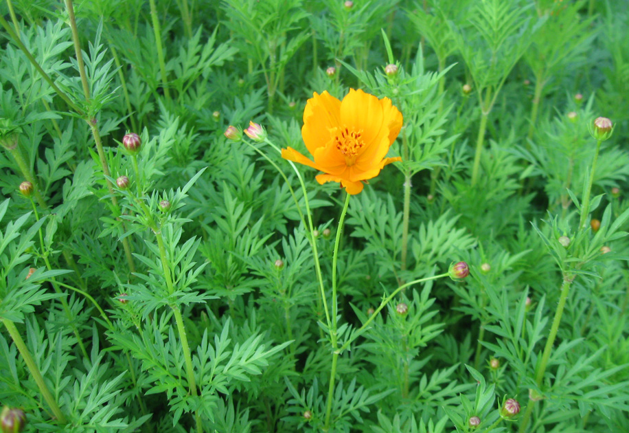 Image of Cosmos sulphureus specimen.