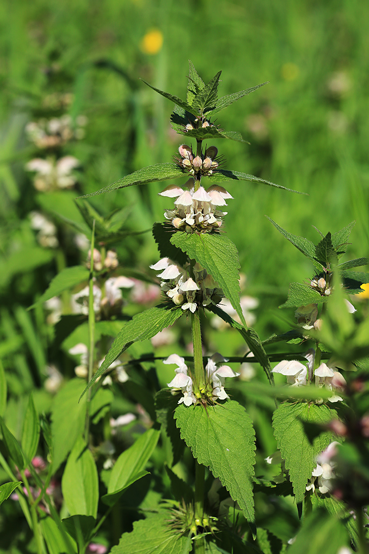 Image of Lamium barbatum specimen.