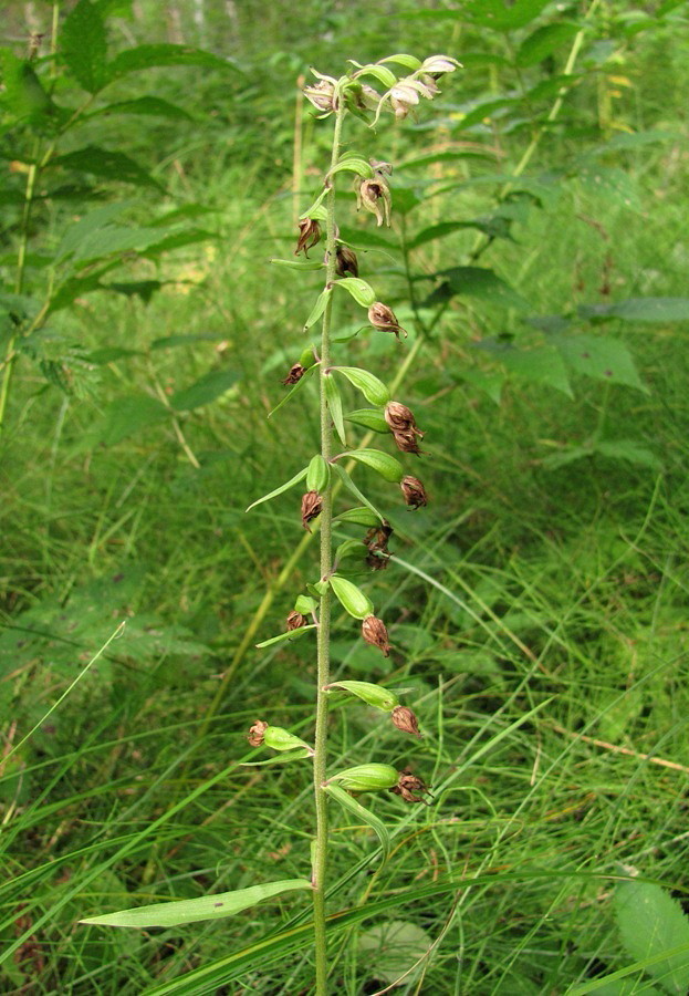 Image of Epipactis helleborine specimen.