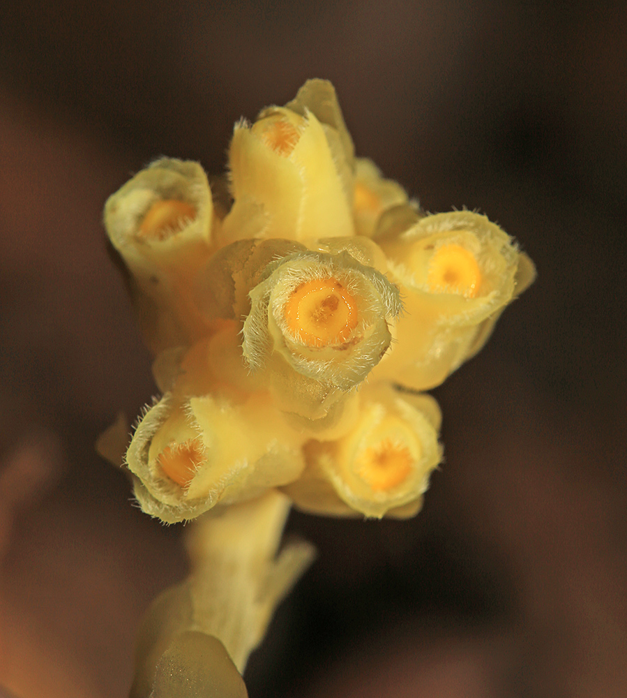 Изображение особи Hypopitys monotropa.