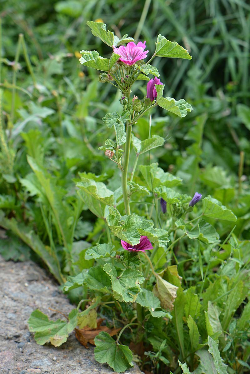 Image of Malva sylvestris specimen.