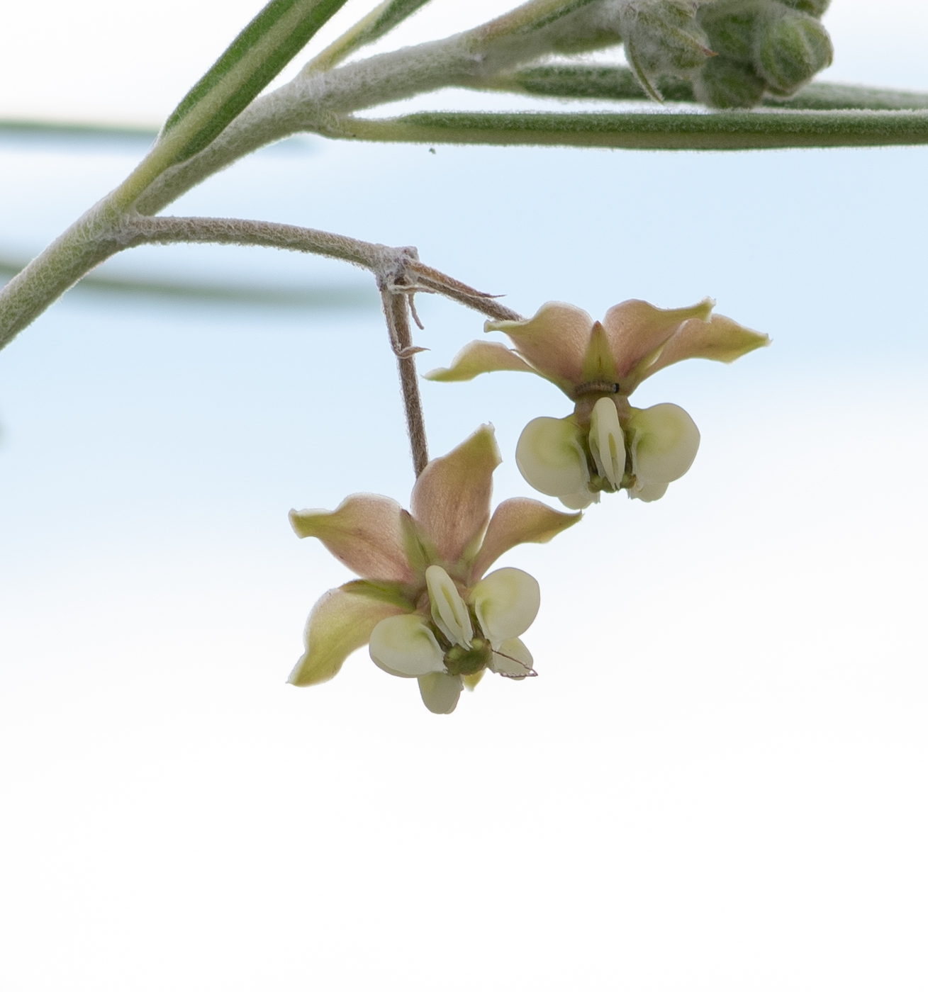 Image of Gomphocarpus tomentosus specimen.