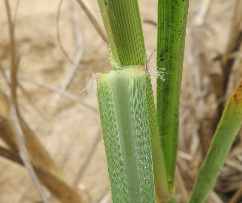 Image of genus Phragmites specimen.