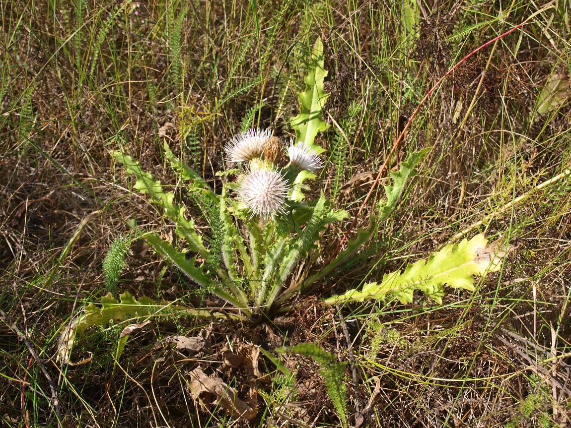 Изображение особи Cirsium roseolum.