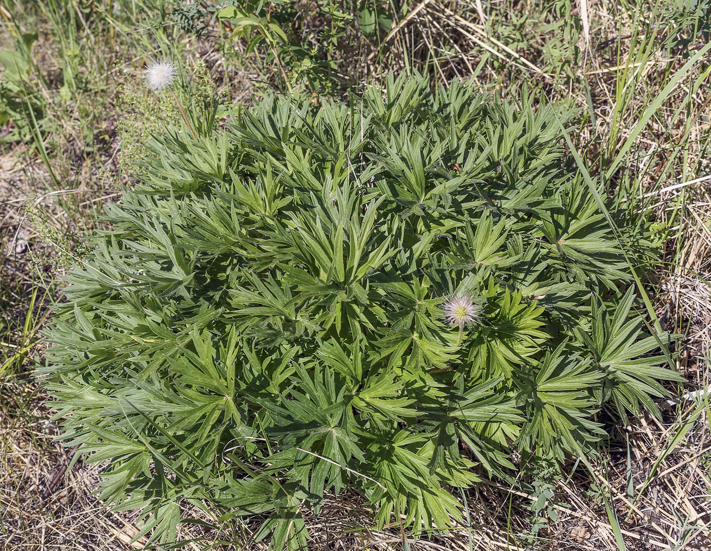 Image of Pulsatilla uralensis specimen.