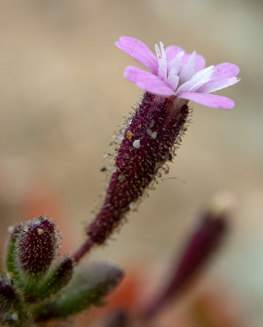 Изображение особи Silene pentelica.