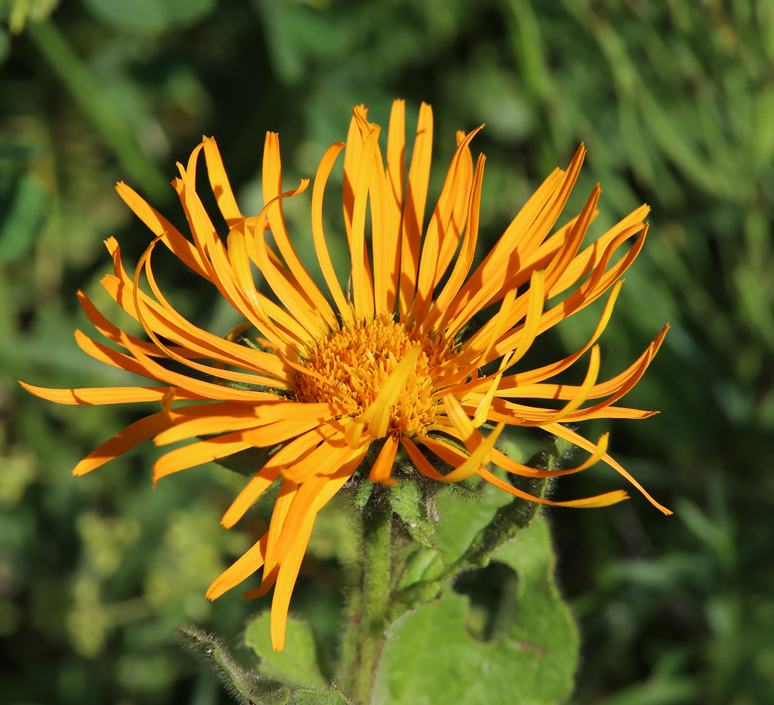 Image of Inula orientalis specimen.