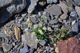 Draba turczaninowii. Цветущее растение. Алтай, Северо-Чуйский хребет, окр. ледника Большой Актру, ≈ 2800 м н.у.м., каменистый склон. 03.07.2021.