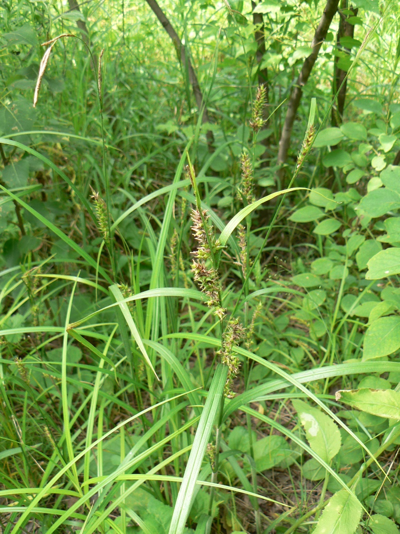 Изображение особи Carex atherodes.