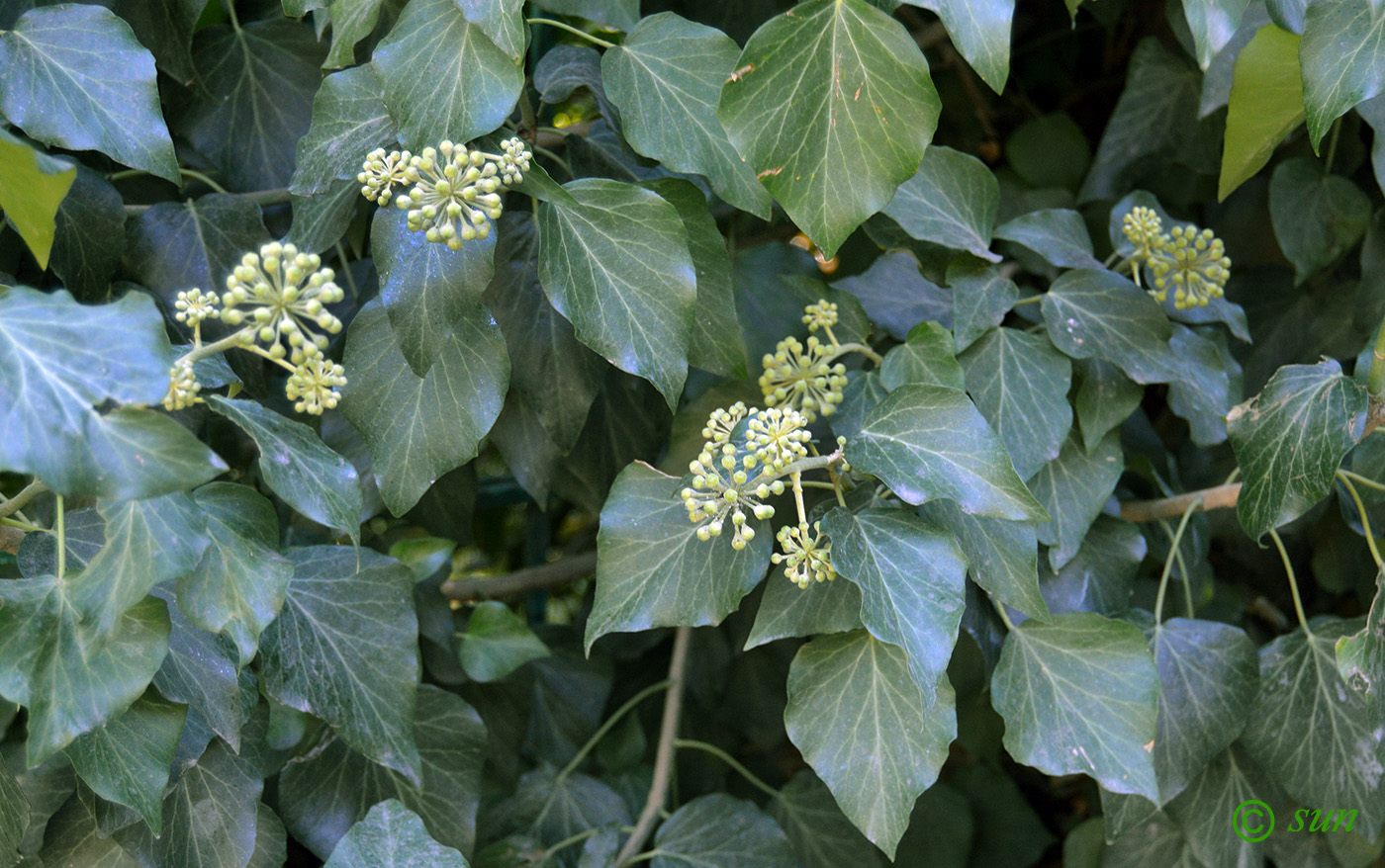 Image of Hedera helix specimen.