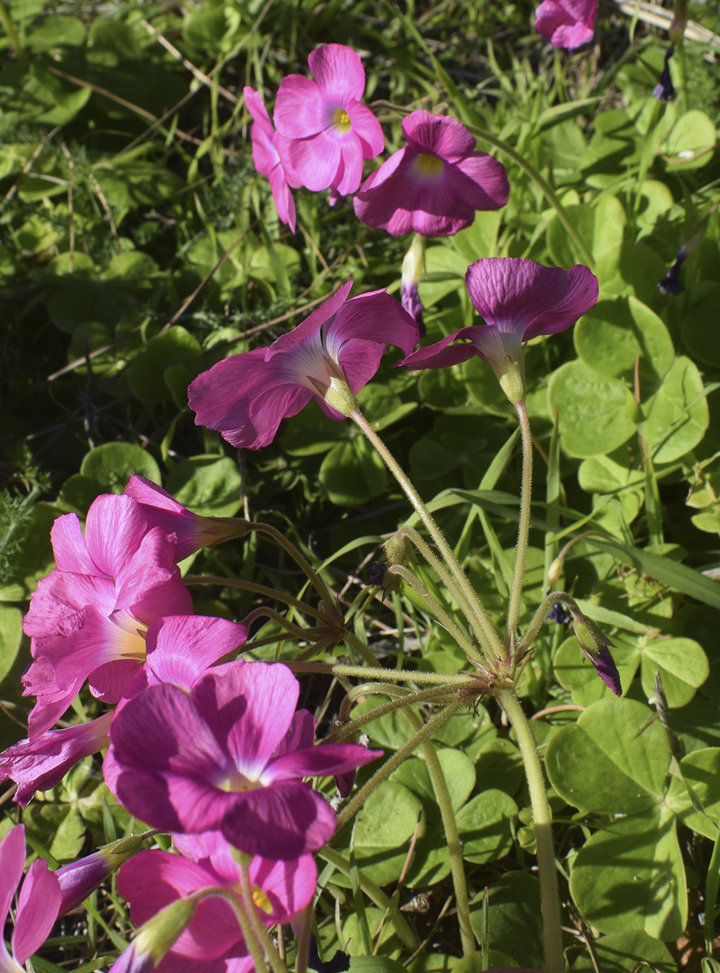 Image of Oxalis bowiei specimen.