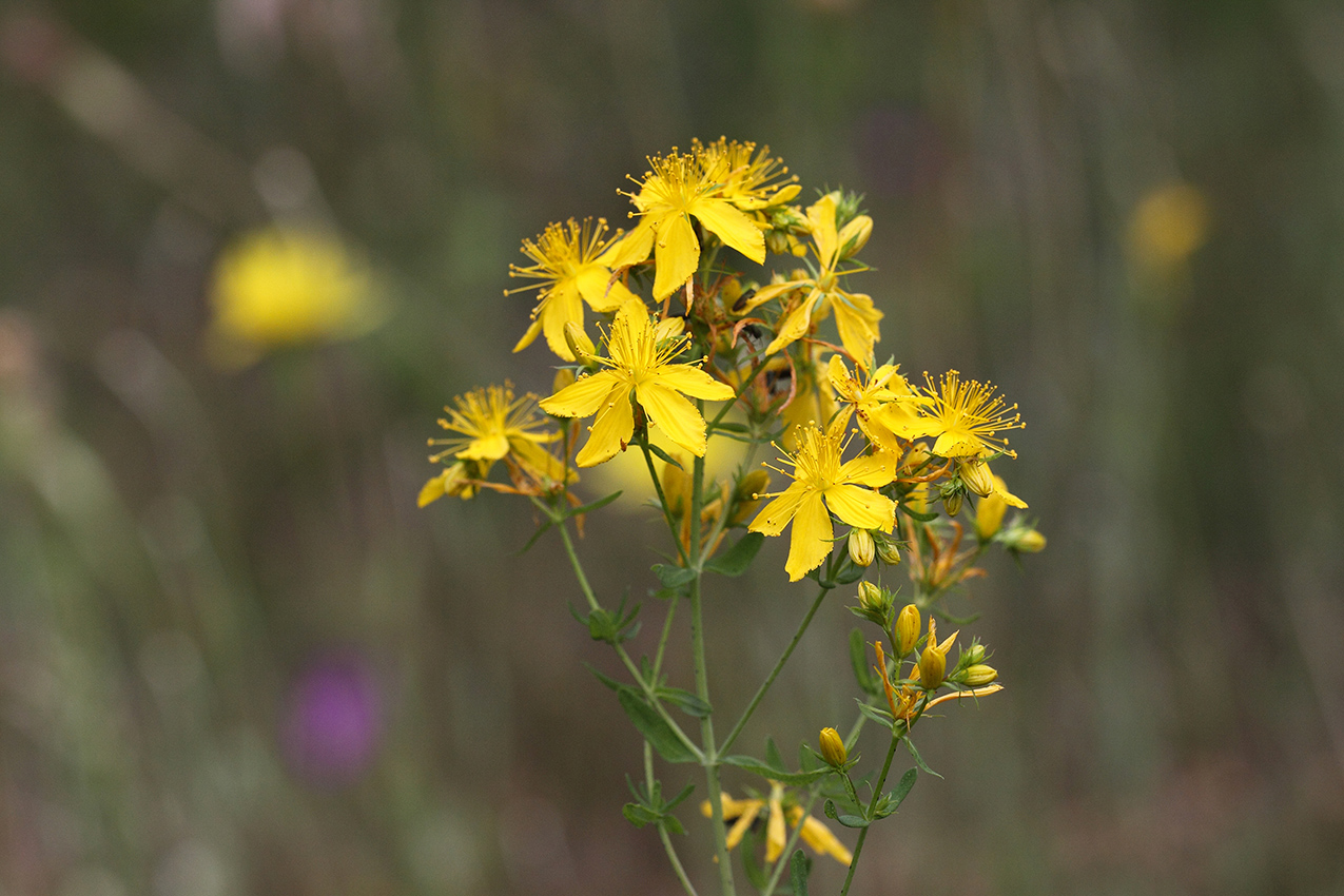 Изображение особи Hypericum perforatum.