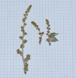 Searsia batophylla