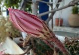 Echinopsis oxygona. Бутон. Греция, Эгейское море, о. Парос, г. Лефкес (Λευκές), цветник. 30.05.2021.