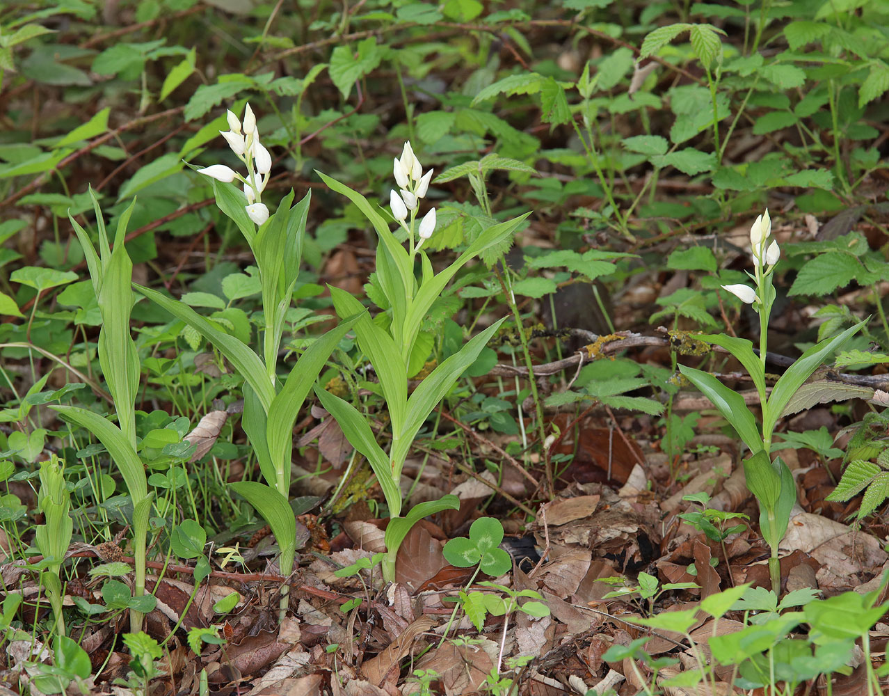 Image of Cephalanthera caucasica specimen.