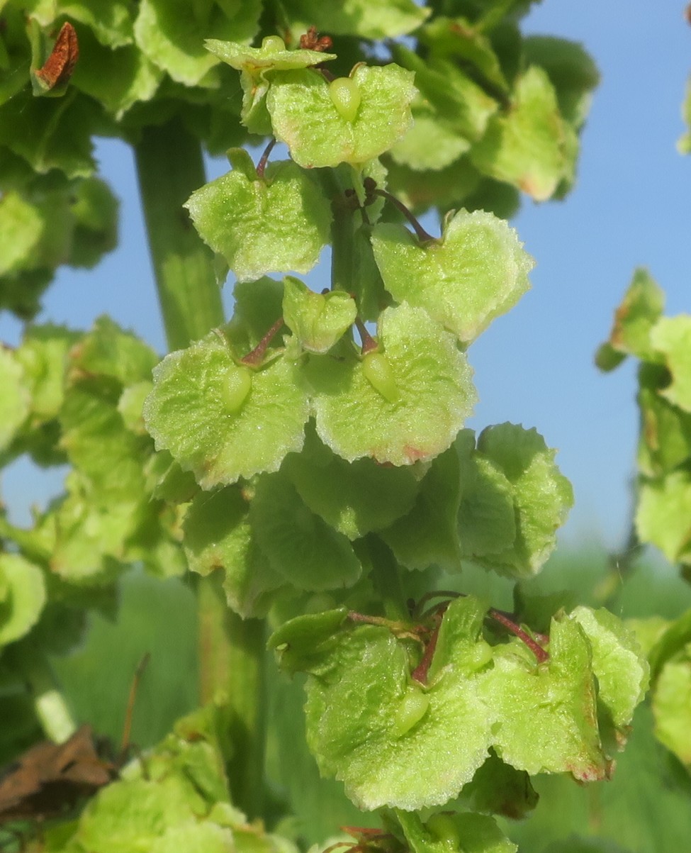 Image of Rumex patientia specimen.