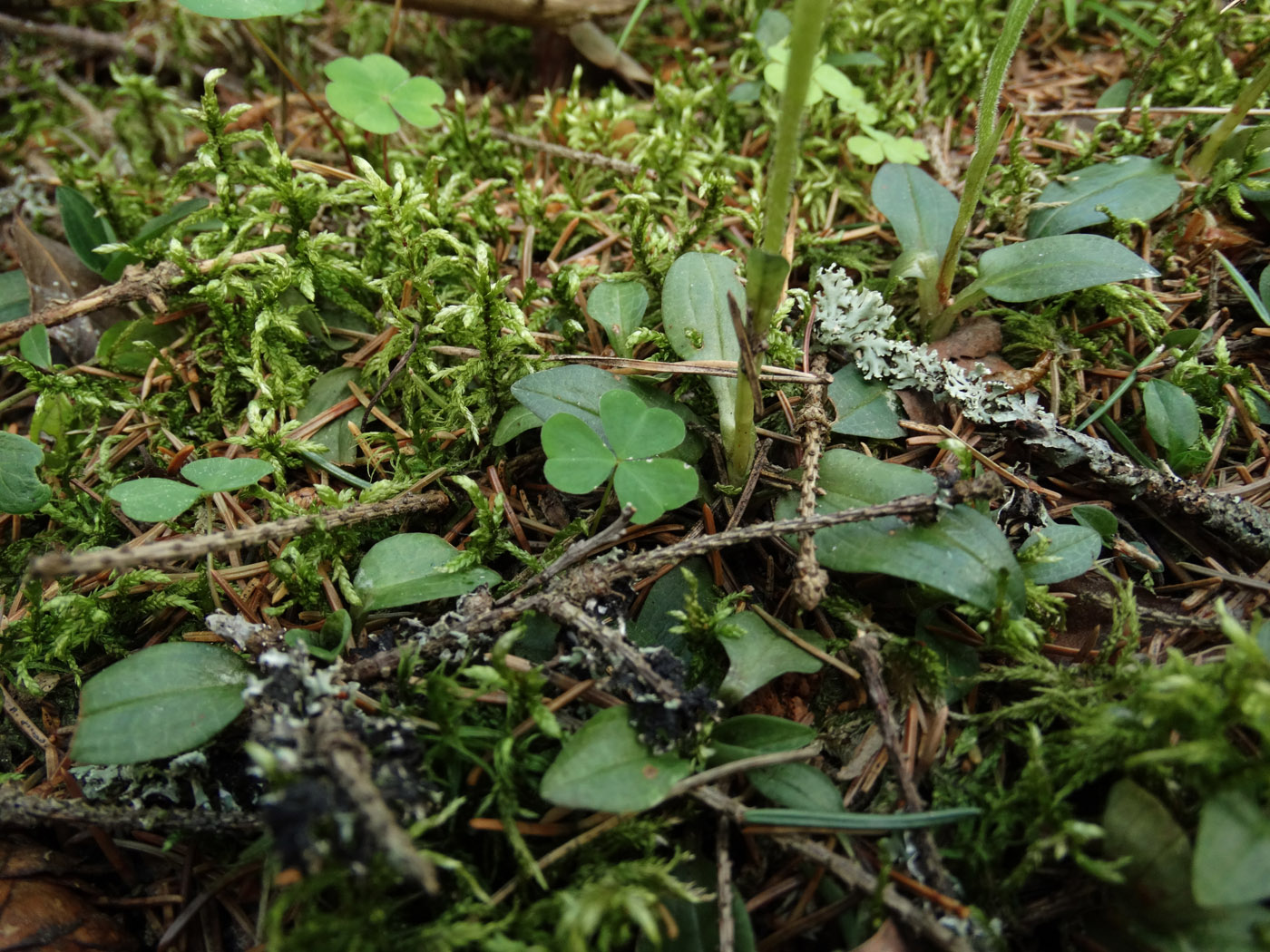 Изображение особи Goodyera repens.