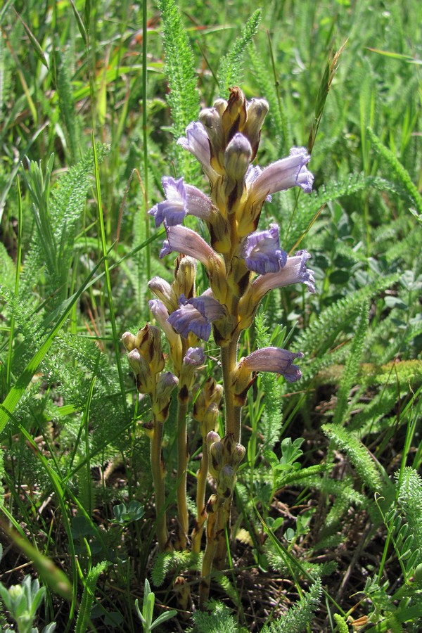 Image of Phelipanche purpurea specimen.