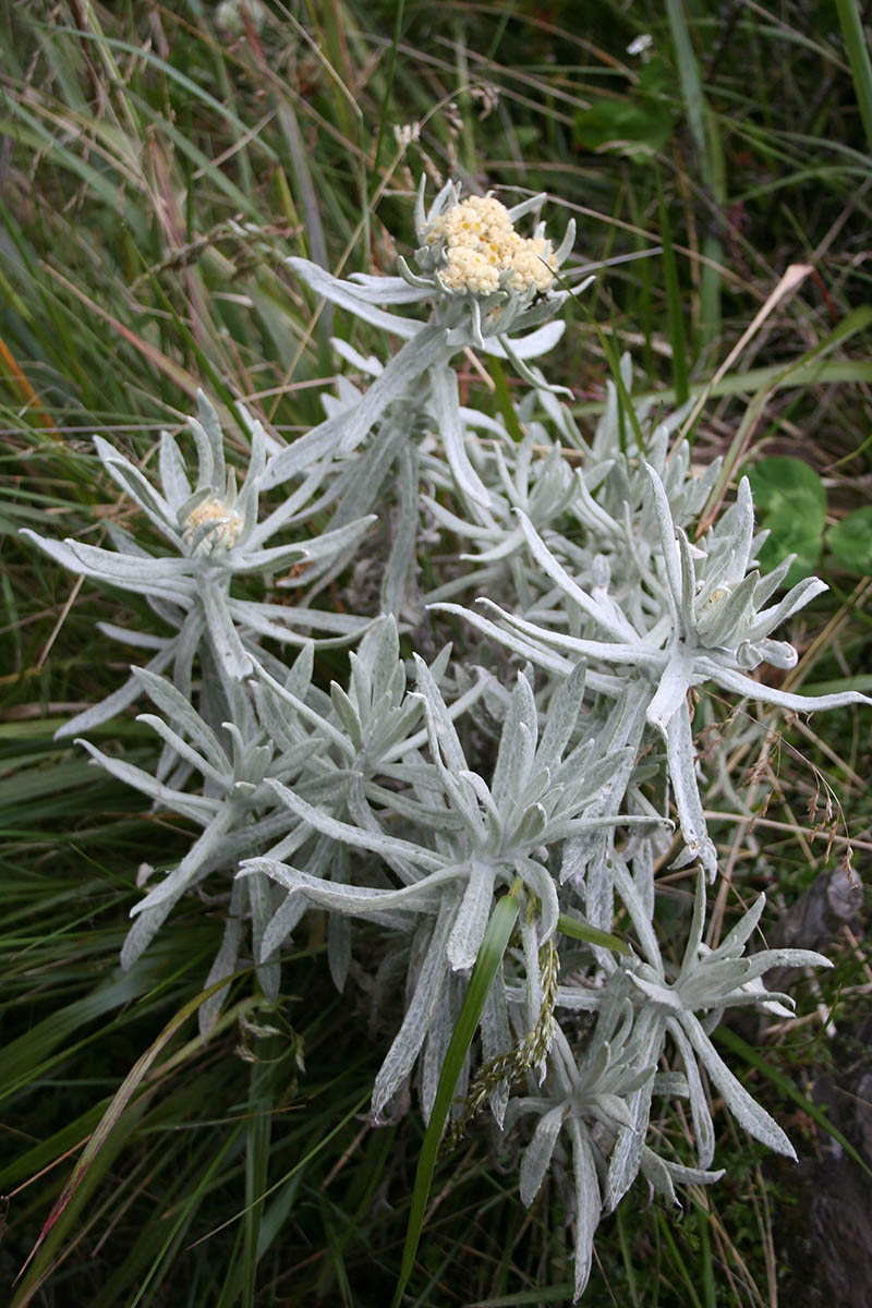 Изображение особи семейство Asteraceae.