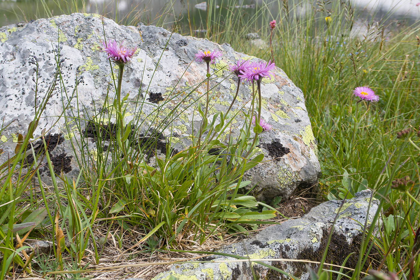 Image of Erigeron venustus specimen.