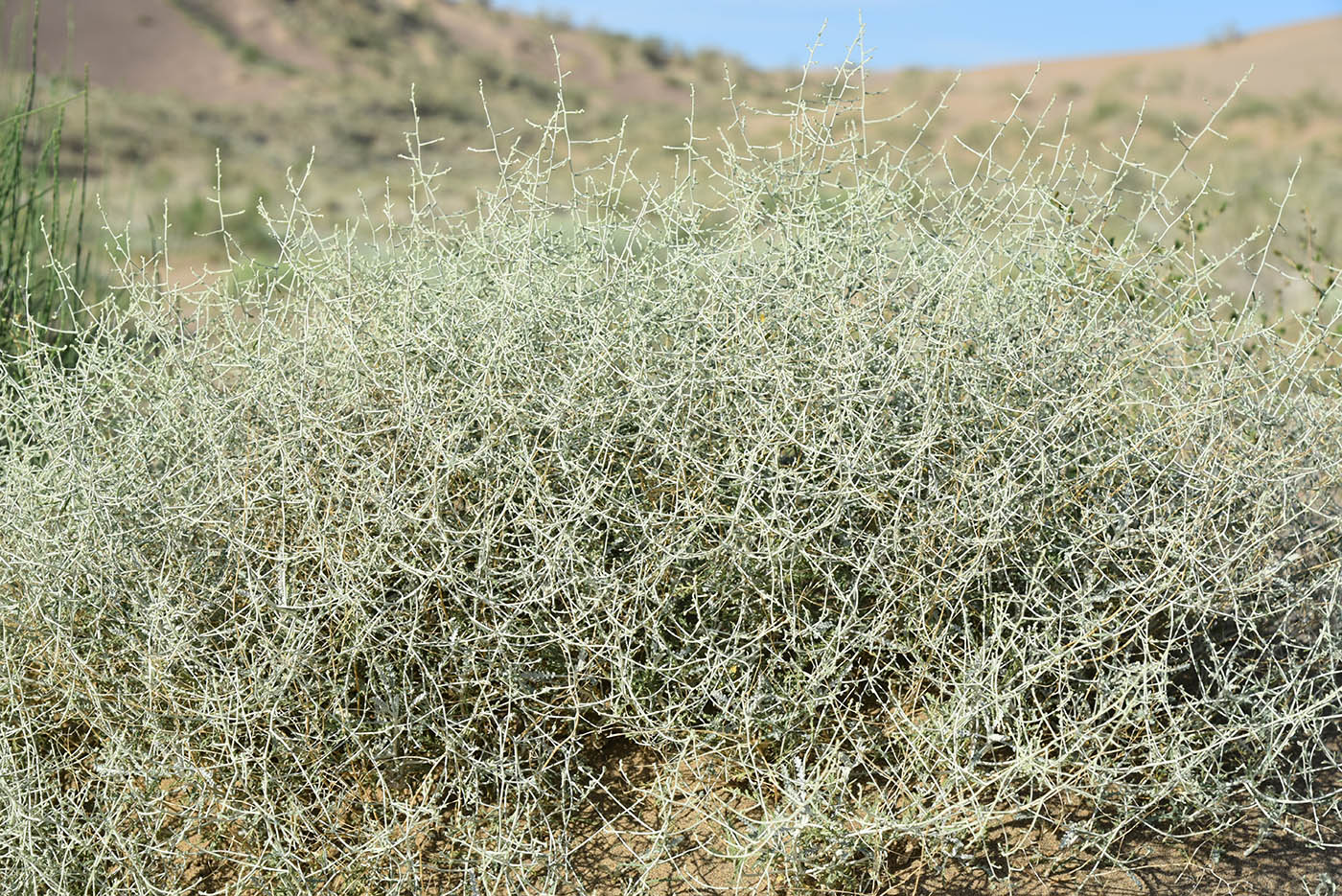 Изображение особи Artemisia santolina.