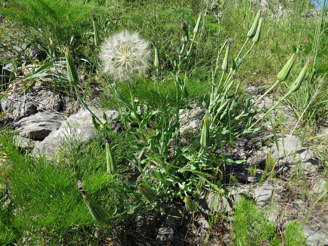 Изображение особи Tragopogon marginifolius.