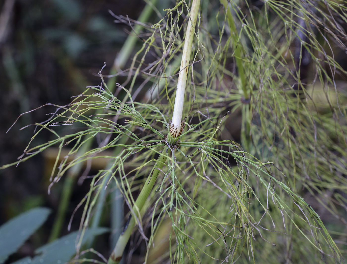 Image of Equisetum sylvaticum specimen.