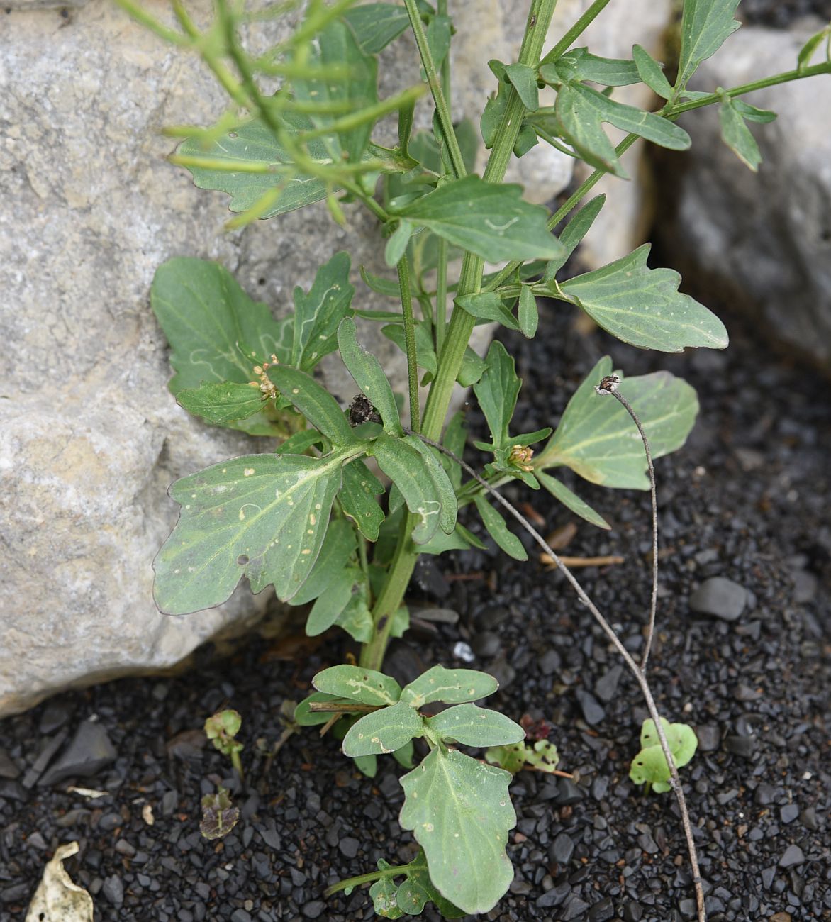 Image of Barbarea vulgaris specimen.