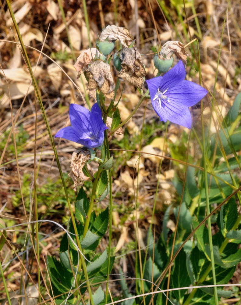 Image of Platycodon grandiflorus specimen.