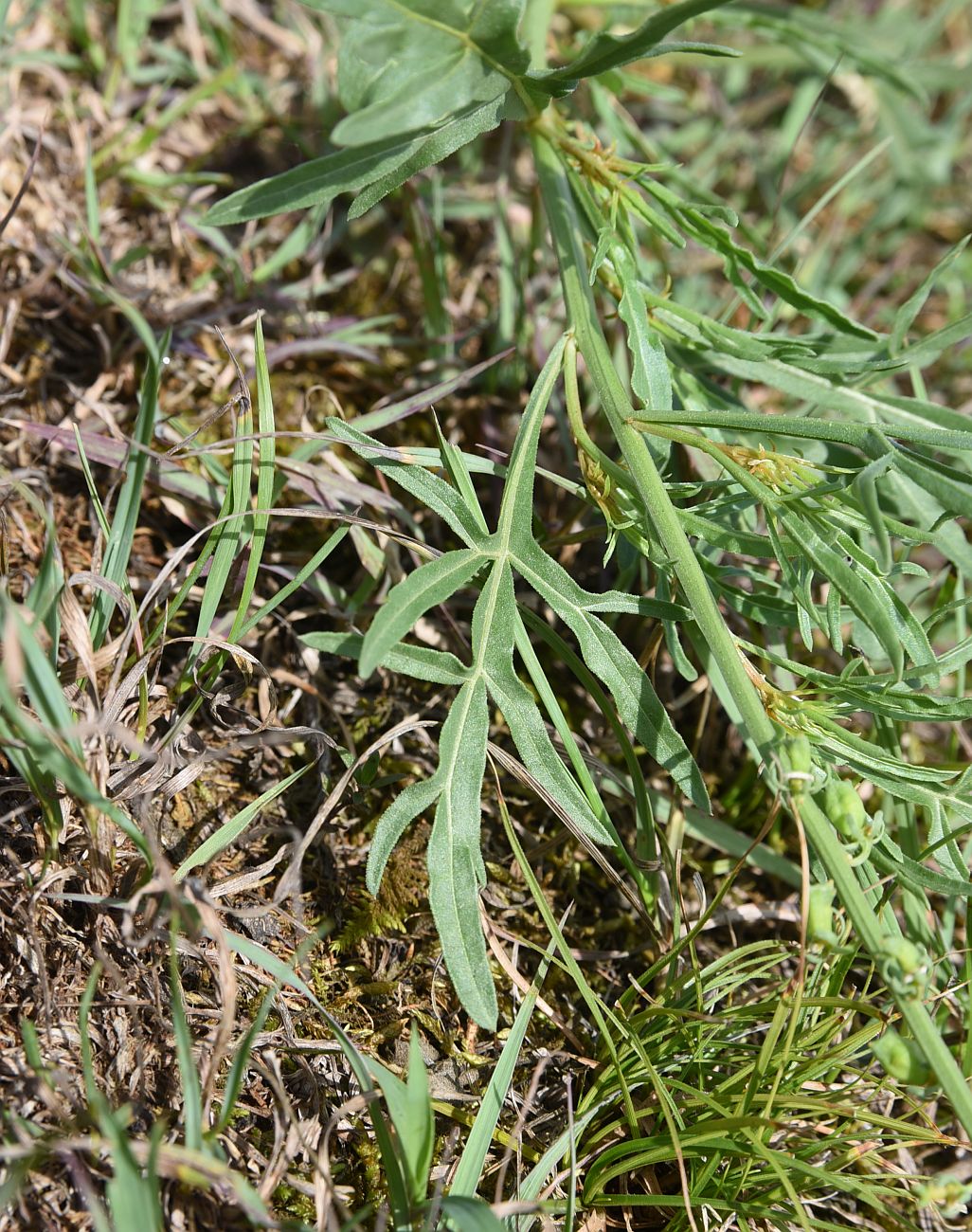 Image of Reseda lutea specimen.