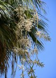 Washingtonia robusta