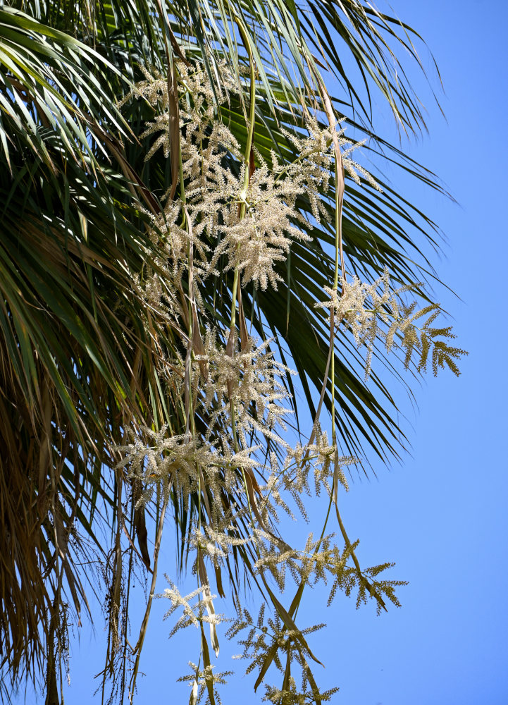 Изображение особи Washingtonia robusta.