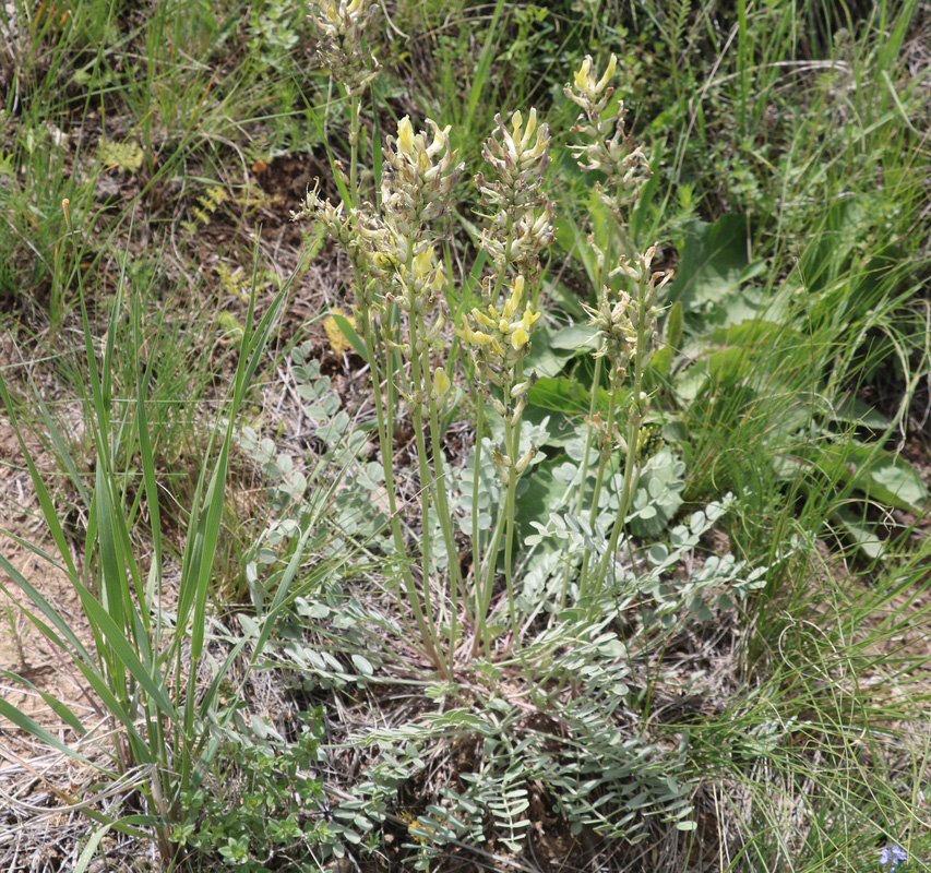 Image of familia Fabaceae specimen.