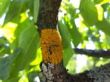 Xanthoria parietina. Таллом с апотециями. Карелия, г. Петрозаводск, на коре Malus domestica. 14.06.2023.