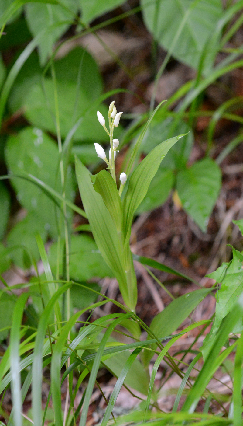 Image of Cephalanthera longibracteata specimen.