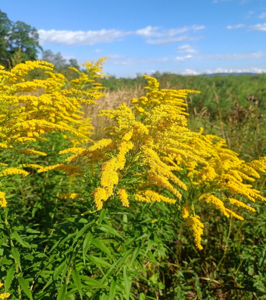 Image of Solidago canadensis specimen.