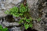 Asplenium ruta-muraria. Спороносящие растения. Грузия, Имеретия, г. Кутаиси, на камнях. 14.06.2023.