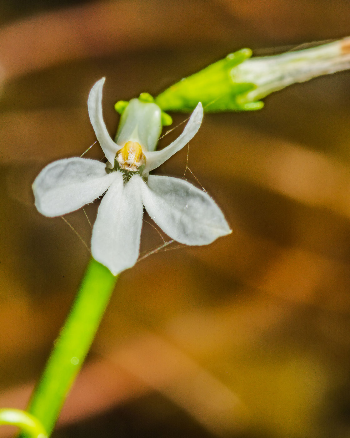 Изображение особи Lobelia dortmanna.